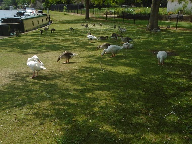 Large group of ducks and swans wandering in the meadow