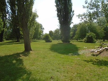 View across the open area of the meadow