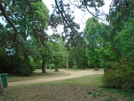 Path flanked by trees