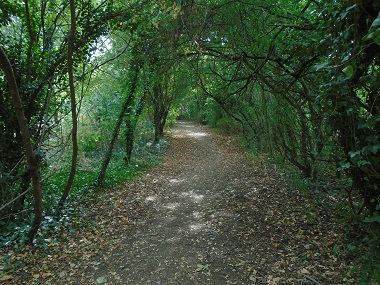 Path through trees