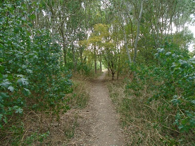 Path through trees