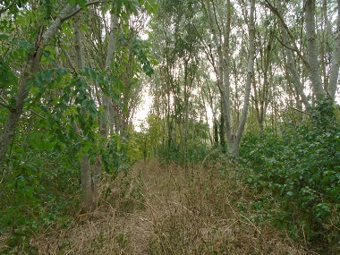 Dense wooded area