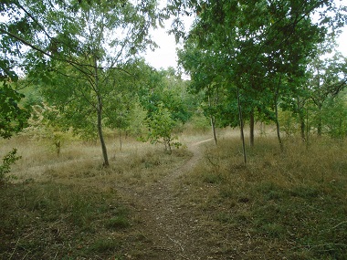 Wooded area with younger trees and paths through them