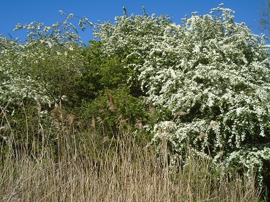Hawthorn in flower with reeds in front