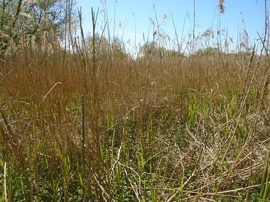 Area of reeds