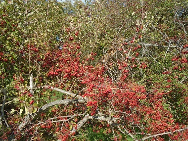 Firethorn trees covered in red berries.