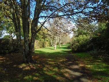 Line of horese-chestnut trees