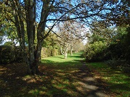 Horse-chestnut trees