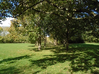 Avenue of trees bisecting Ladygrove Meadow