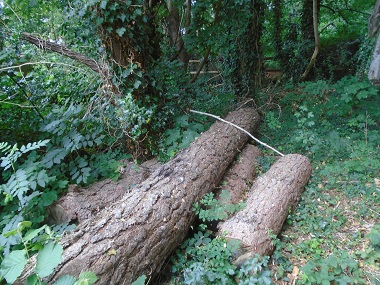 felled tree trunks