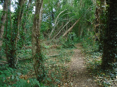 Densly wooded wild are amongdt the trees.