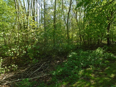 Dense wooded area.