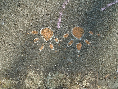 Animal foorprints paited on the path.