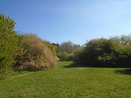 Open area of the park.