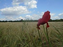 View over farmer's field.