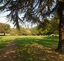 Field by Fitzharry's Road